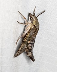Macroglossum errans