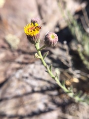 Erigeron petrophilus