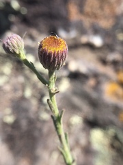 Erigeron petrophilus