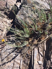 Erigeron petrophilus