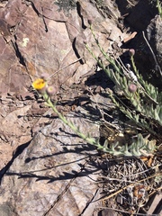 Erigeron petrophilus