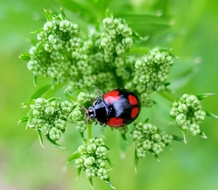 Adalia bipunctata