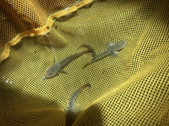 Rhinogobius niger