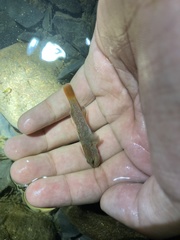 Rhinogobius niger