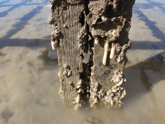 Eudistoma elongatum