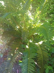 Polystichum munitum