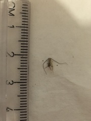Gryllodes sigillatus