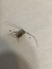Gryllodes sigillatus