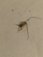 Gryllodes sigillatus