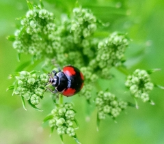 Adalia bipunctata