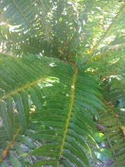 Polystichum munitum
