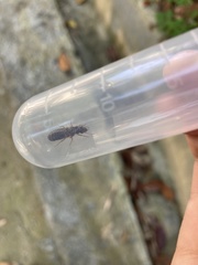 Odontotermes formosanus