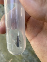 Odontotermes formosanus