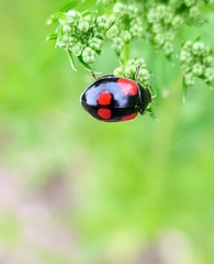 Adalia bipunctata