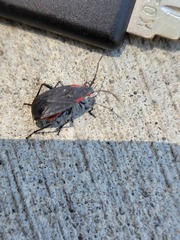 Jadera haematoloma