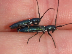 Agapanthiola leucaspis