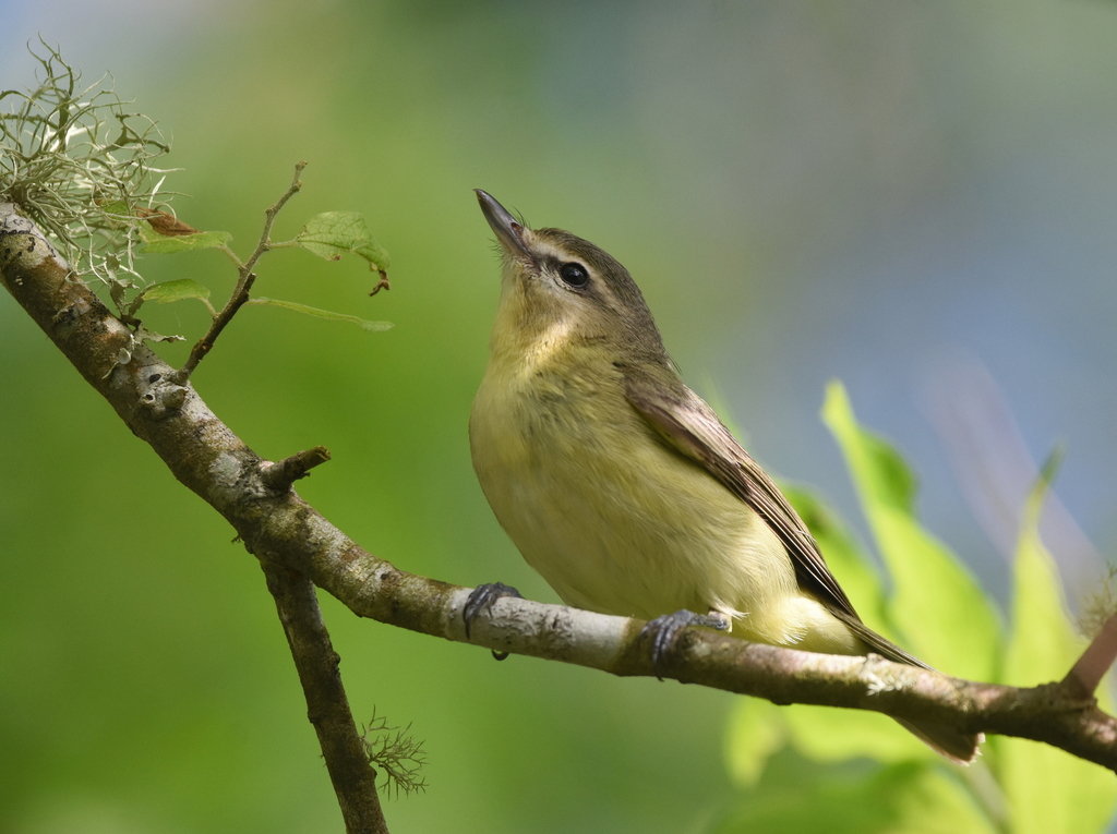 Philadelphia Vireo