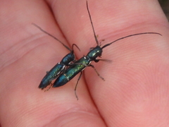 Agapanthiola leucaspis
