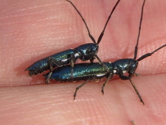 Agapanthiola leucaspis