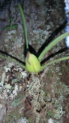 Angraecum