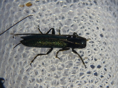 Agapanthiola leucaspis