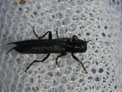 Agapanthiola leucaspis