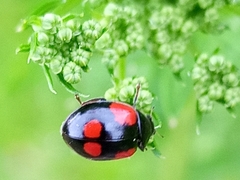 Adalia bipunctata