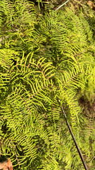 Gleichenia dicarpa