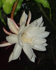 Epiphyllum oxypetalum