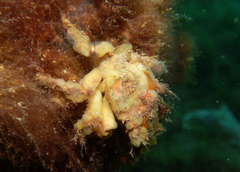 Schizophrys rufescens