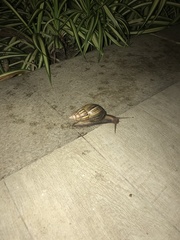 Lissachatina fulica