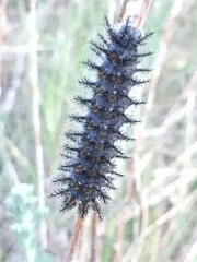 Hemileuca eglanterina