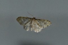 Idaea bonifata