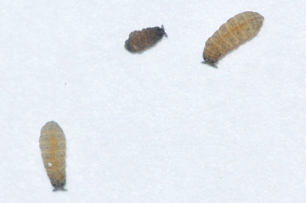 Superodontella cornifer