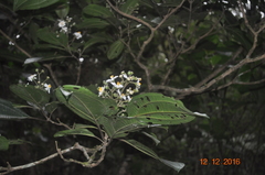 Miconia subhirsuta