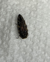 Acmaeodera cuneata