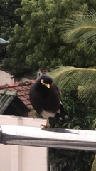 Acridotheres tristis