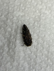 Acmaeodera cuneata