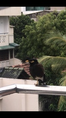 Acridotheres tristis