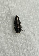 Acmaeodera cuneata