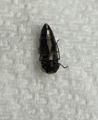 Acmaeodera cuneata