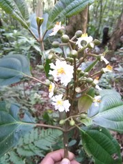 Miconia subhirsuta