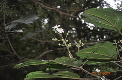 Miconia subhirsuta