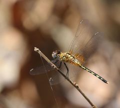 Diplacodes lefebvrii