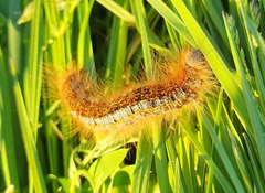 Malacosoma castrense