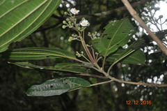 Miconia subhirsuta