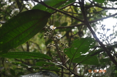 Miconia subhirsuta