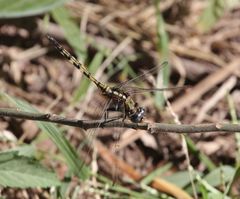 Orthetrum brachiale