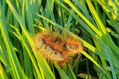 Malacosoma castrense