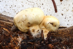 Pholiota nubigena